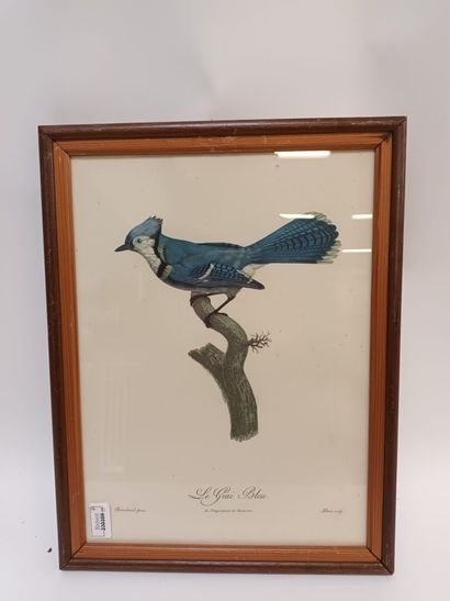 null Le Geai bleu, par Barraband
gravure coloriée, 
Vue : 39 x 29 cm