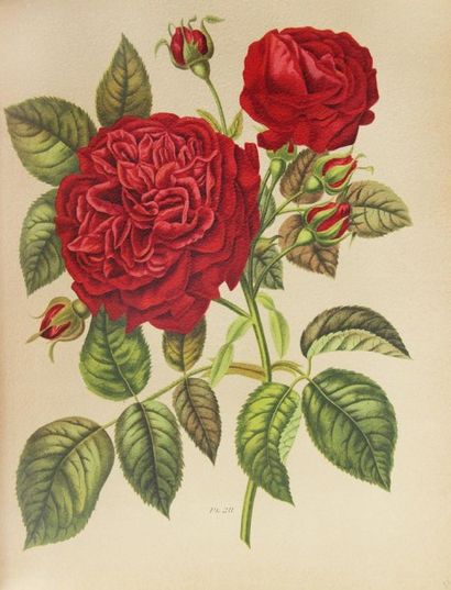 null (Botanique). HARIOT (Paul). Le livre d'or des roses. Iconographie, histoire...