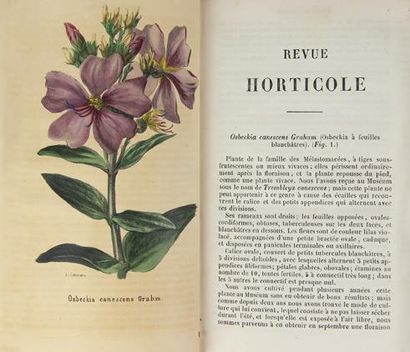 null (Botanique). VILMORIN-POITEAU. Revue horticole. Journal d'horticulture pratique....