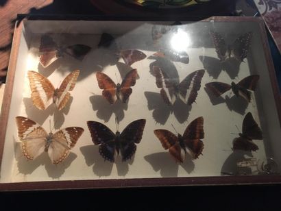 null Deux boîtes de papillons