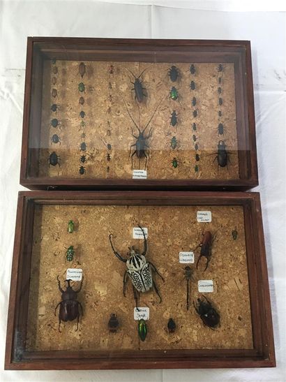 null Deux boîtes de scarabées
39 x