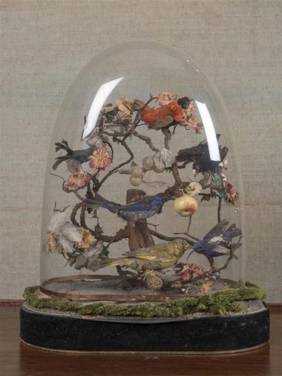 null Oiseaux naturalisés dans un globe en verre
19ème siècle
H : 49 cm