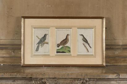 null VOGEL/SELIGMAN
Trois gravures en couleur, les oiseaux
19ème siècle
31 x 51 ...