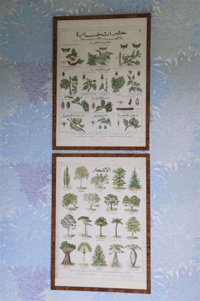 null Six planches de botanique lithographiées en arabe
73 x 53 cm