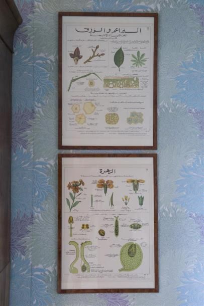 null Six planches de botanique lithographiées en arabe
73 x 53 cm