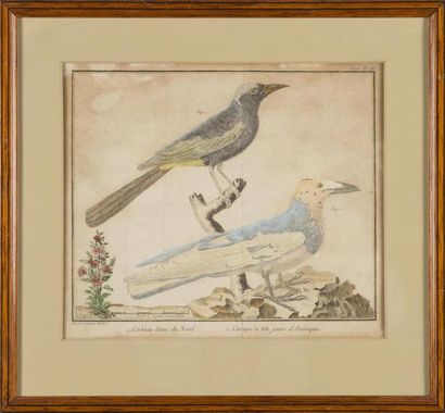 null François-Nicolas MARTINET (1731-1800)
Histoire naturelle des oiseaux de Buffon...