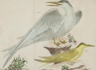 null François-Nicolas MARTINET (1731-1800)
Histoire naturelle des oiseaux de Buffon...