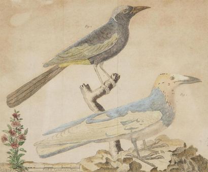 null François-Nicolas MARTINET (1731-1800)
Histoire naturelle des oiseaux de Buffon...