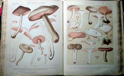 null RICHON ET ROZE  LES CHAMPIGNONS COMESTIBLES ET VENENEUX

Octave Douin Paris...