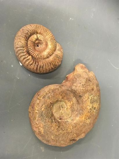 null Lot de deux fossiles 
D. 8.5 et 16 cm