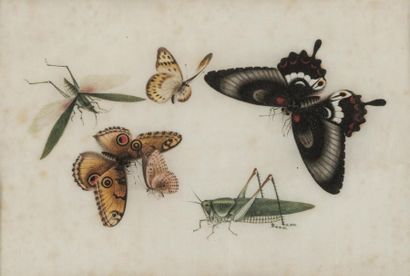 null CHINE 19ème siècle
Suite de quatre gouaches sur papier de riz
Insectes et papillons
23,...