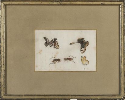 null CHINE 19ème siècle
Suite de quatre gouaches sur papier de riz
Insectes et papillons
23,...