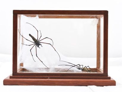 null Couple d'araignée dans une boîte en bois