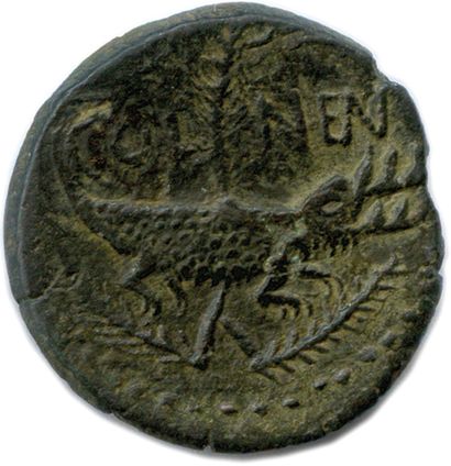 null NEMAUSUS Nîmes AUGUST AND AGRIPPA 

24 BC - 14 AD

IMP/DIVI.F. Head of Agrippa...