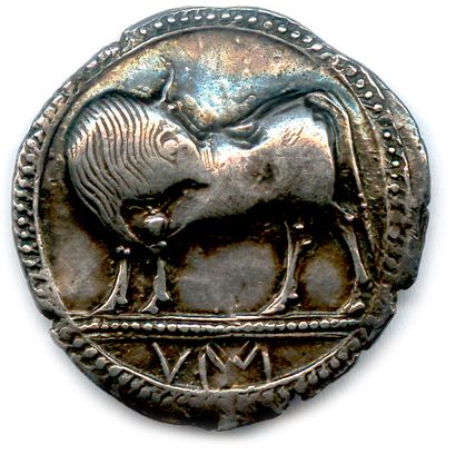 null LUCANIA - SYBARIS 550-510

Bull standing left, turning his head away. VM under...