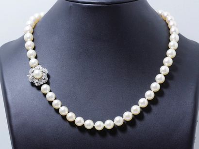 null Collier choker composé d'un rang de perles de culture d'environ 8.5 à 9.2 mm....