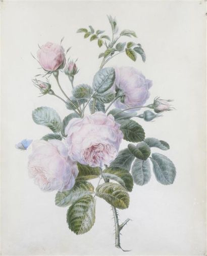  Attribué à Pierre-Joseph REDOUTÉ (1759-1840).
Bouquet de fleurs
Aquarelle.
41,2... Gazette Drouot