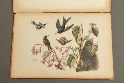 null N. VIVIEN - Les oiseaux chez eux - Armand GUERINET - Portfolio comprenant 29...