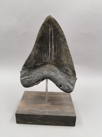 null Grande dent de requin géant fossile Carcharodon megalodon ancêtre des requins...