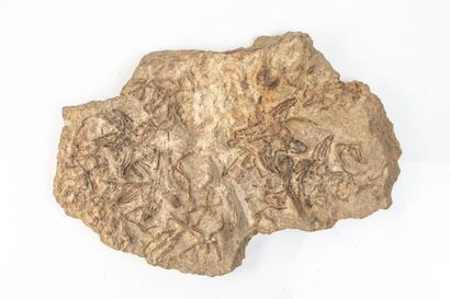 null Etoiles de mer et ophiures de l’ordovicien, Erfoud, Maroc, Dim.: 43 x 23 cm...