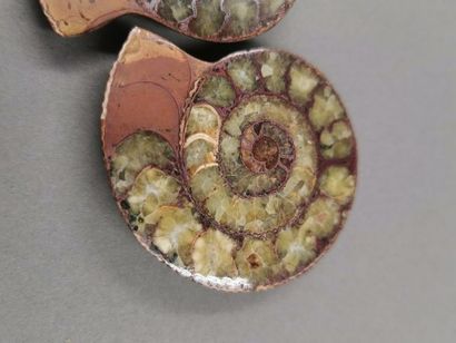null Ammonite sciée en deux.Belle fossilisation montrant les loges de croissance.Madagascar....