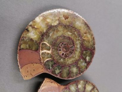 null Ammonite sciée en deux.Belle fossilisation montrant les loges de croissance.Madagascar....