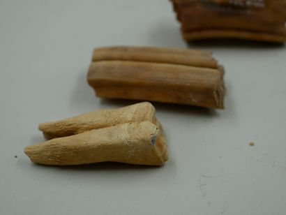 null Dents d’ongulé préhistorique, env. 10 000 ans.

Ancienne collection Fréville....