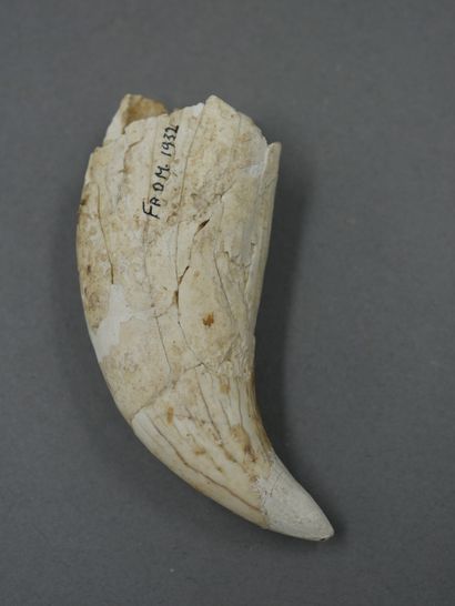 null Grande canine d’ours des Cavernes préhistorique fossile. Env. 10 000 ans. 

H...