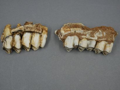 null Diverses dents de mammifères préhistoriques. Anc col R. Barthélémy. Ca 1930...