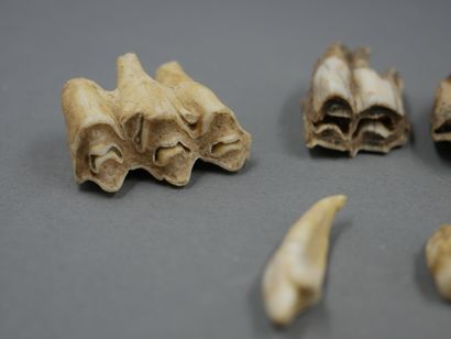 null Diverses dents de mammifères préhistoriques. Anc col R. Barthélémy. Ca 1930...