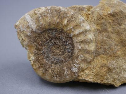 null Ammonite perisphinctes sur matrice calcaire. 

L totale : 19 cm. 

Prov. ancienne...