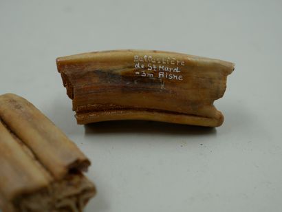 null Dents d’ongulé préhistorique, env. 10 000 ans.

Ancienne collection Fréville....