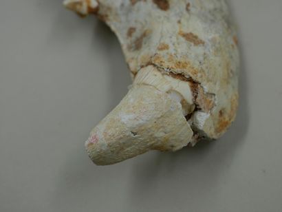 null Demi mâchoire d’Ours des Cavernes préhistorique fossile, prédateur de l’homme...