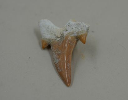null Dent de requin fossile Otodus, se nourissait de monstres marins, on estime qu’il...