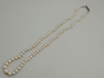 null Necklace of cultured pearls in fall - Silver clasp set with a pearl - PB : 14gr...