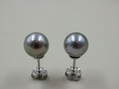 null Pair of 18k white gold earrings topped with 10mm grey Tahitian pearls - 3,5...