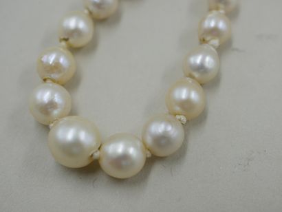 null Necklace of cultured pearls in fall - Silver clasp set with a pearl - PB : 14gr...