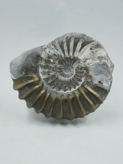 null Ammonite transformed into pyrite in a clay matrix. As is. About 150 million...
