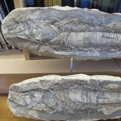 null Large fossil fish, 110 million years old. Impression and counter-impression....