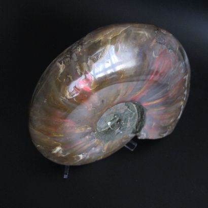 null Grande ammonite à forte iridescence. L 15.5cm. Mahajanga. Madagascar. Crétacé...