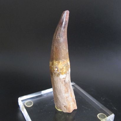 null Large spinosaurus tooth. L 12cm. The largest known predatory dinosaur. 6 meters...