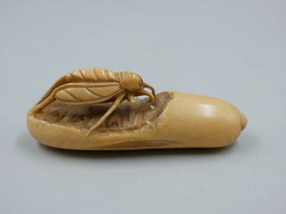 null Ivory Netsuke, Cricket. Height 2cm - Length 5,5cm. Signature on the stamp. ...