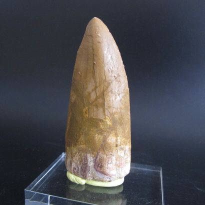 null Tooth of Tyrannosaurus Carcharodontosaurus sp. L 8 cm. The "African T-Rex",...