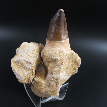 null Large Mosasaur tooth on jaw fragment. L 15cm. A tooth can be seen forming in...