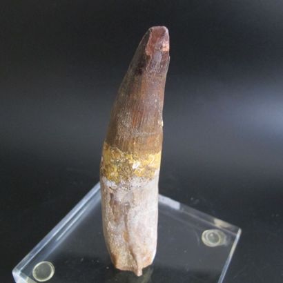 null Large spinosaurus tooth. L 12cm. The largest known predatory dinosaur. 6 meters...