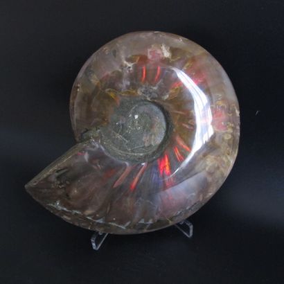 null Grande ammonite à forte iridescence. L 15.5cm. Mahajanga. Madagascar. Crétacé...