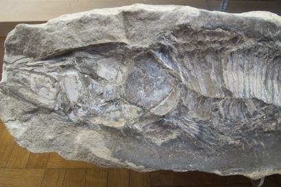 null Grand poisson fossile, 110 millions d’années. Empreinte et contre-empreinte....