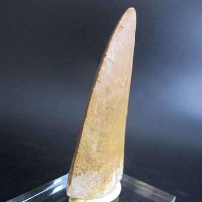 null Tooth of Tyrannosaurus Carcharodontosaurus sp. L 8 cm. The "African T-Rex",...