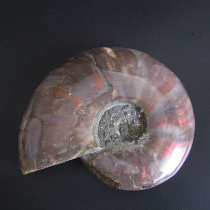 null Large ammonite with strong iridescence. L 15.5cm. Mahajanga. Madagascar. Lower...