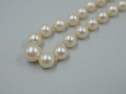 null Necklace of pearls of culture in fall. Silver clasp. PB : 16,20gr. Length :...